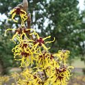 Hamamelis japonica 'Arborea' fleur